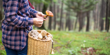 Aktywna jesień. Najlepsze trasy na grzybobranie - Turystyka Aktywna jesień. Najlepsze trasy na grzybobranie
